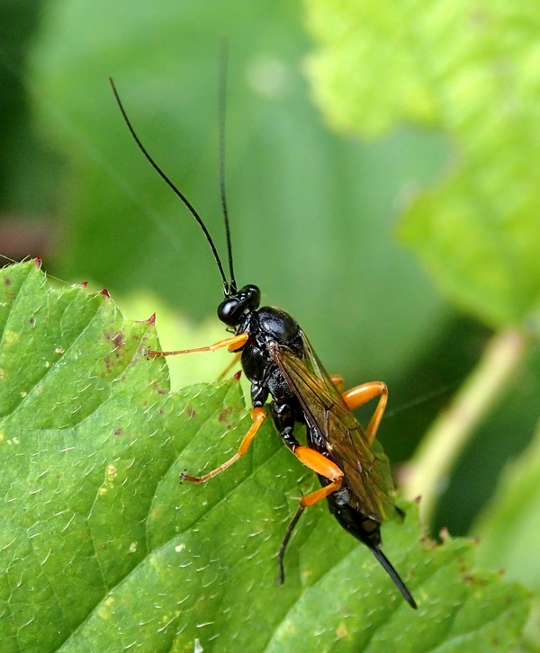 Ichneumonidae da Id.